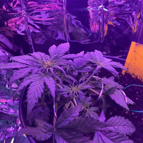 Auto Purple  growlog timeline photo