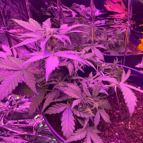 Auto Purple  growlog timeline photo