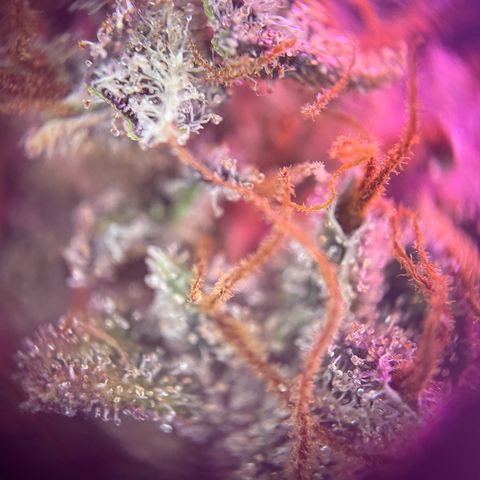 Auto Purple  growlog timeline photo