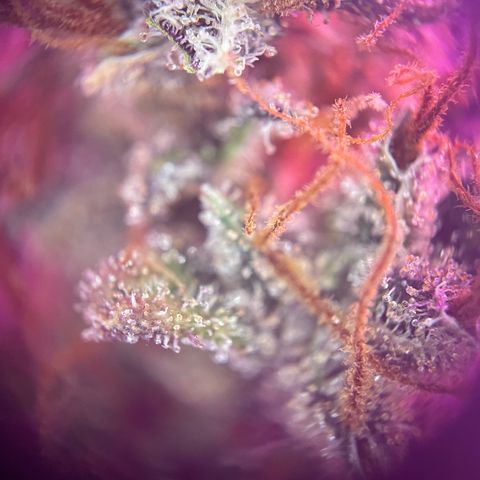 Auto Purple  growlog timeline photo