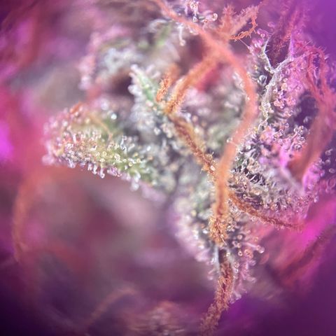 Auto Purple  growlog timeline photo