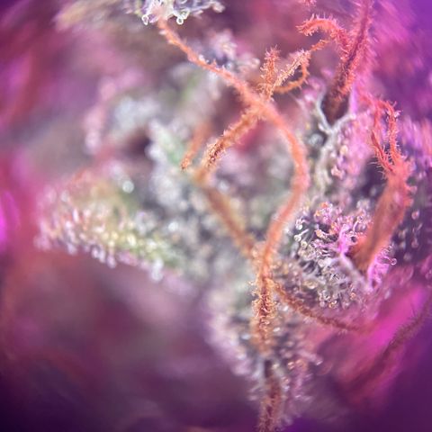Auto Purple  growlog timeline photo