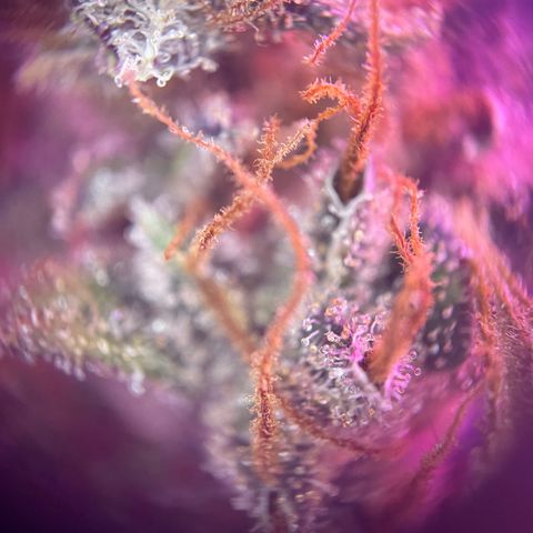Auto Purple  growlog timeline photo