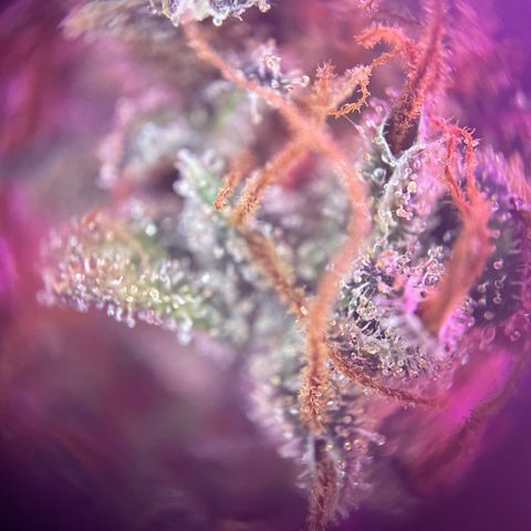 Auto Purple  growlog timeline photo