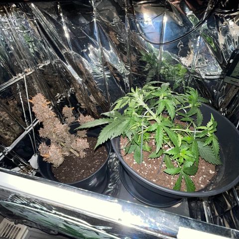 Auto Purple  growlog timeline photo