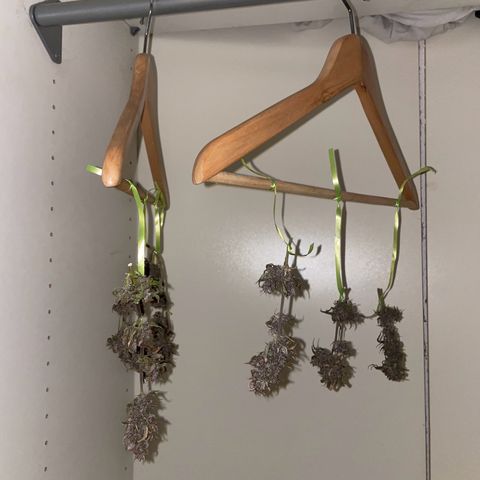 Auto Purple  growlog timeline photo