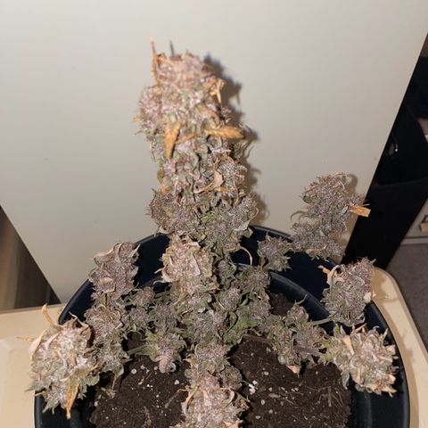 Auto Purple  growlog timeline photo