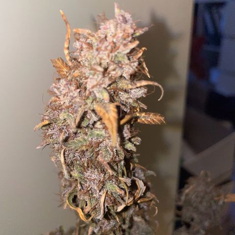 Auto Purple  growlog timeline photo