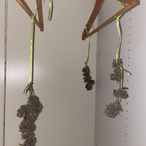 Auto Purple  growlog timeline photo