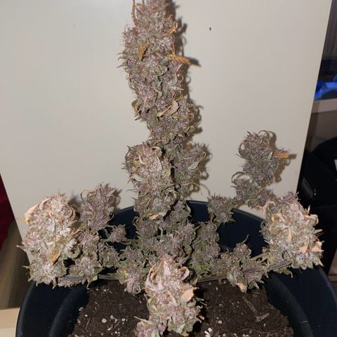 Auto Purple  growlog timeline photo