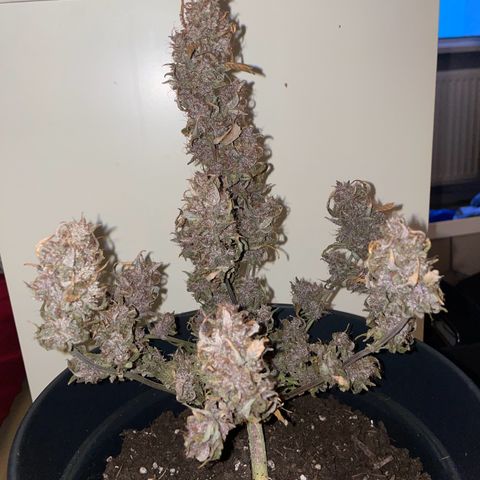 Auto Purple  growlog timeline photo