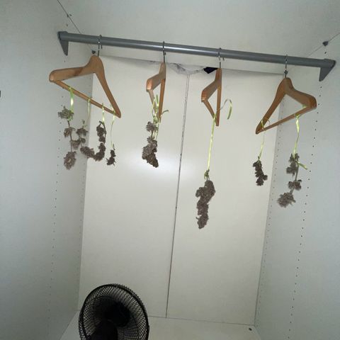 Auto Purple  growlog timeline photo