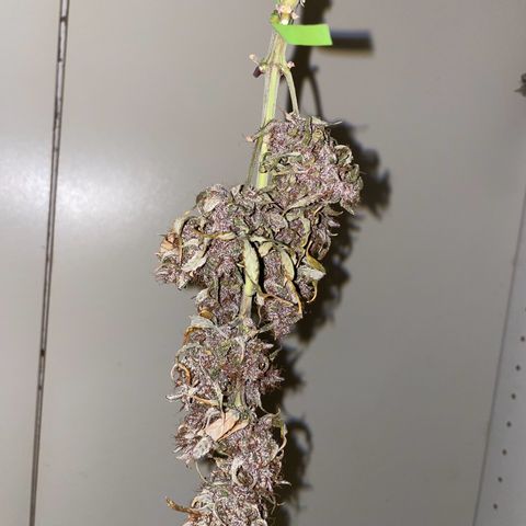 Auto Purple  growlog timeline photo