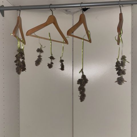 Auto Purple  growlog timeline photo