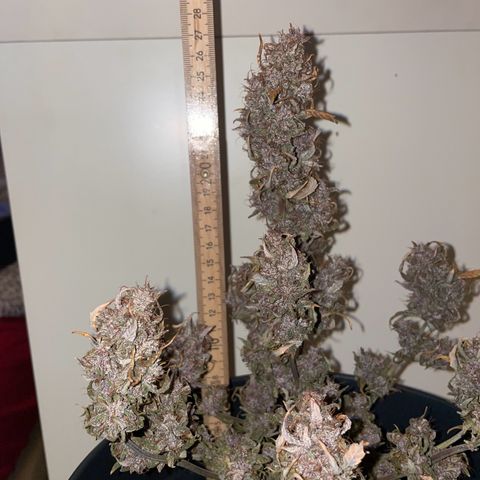 Auto Purple  growlog timeline photo