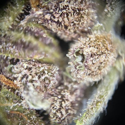 Auto Purple  growlog timeline photo