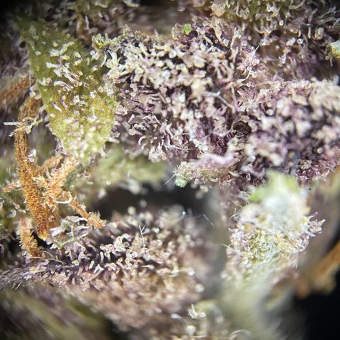 Auto Purple  growlog timeline photo