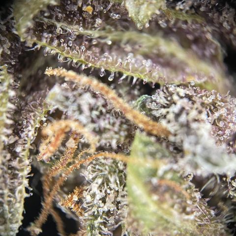 Auto Purple  growlog timeline photo
