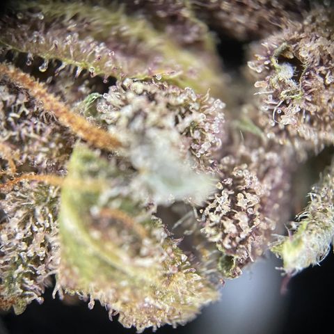 Auto Purple  growlog timeline photo