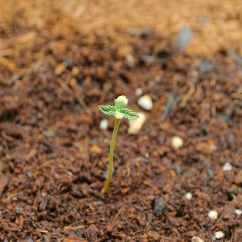 Auto Orange Bud growlog timeline photo