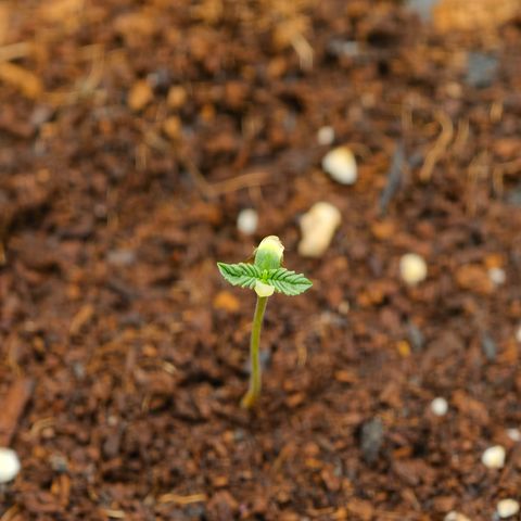 Auto Orange Bud growlog timeline photo