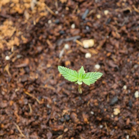 Auto Orange Bud growlog timeline photo