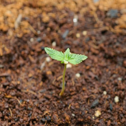 Auto Orange Bud growlog timeline photo