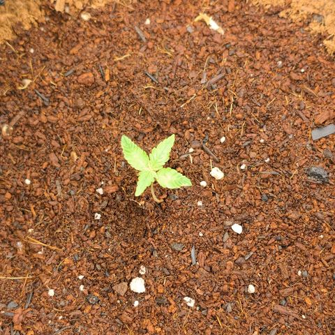 Auto Orange Bud growlog timeline photo