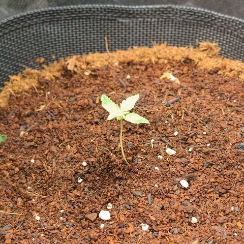 Auto Orange Bud growlog timeline photo