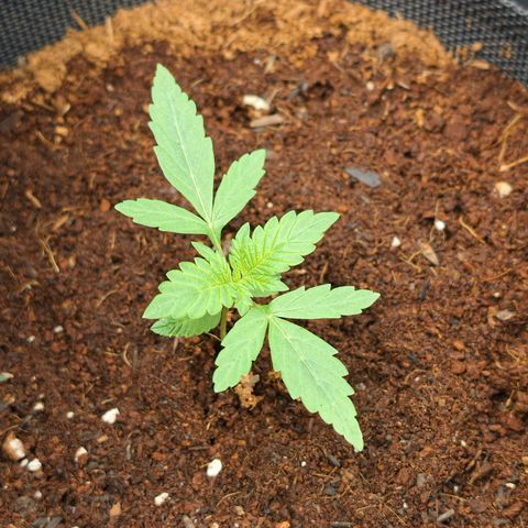 Auto Orange Bud growlog timeline photo