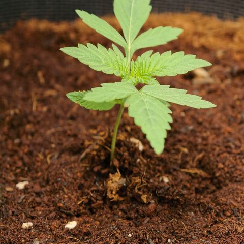 Auto Orange Bud growlog timeline photo