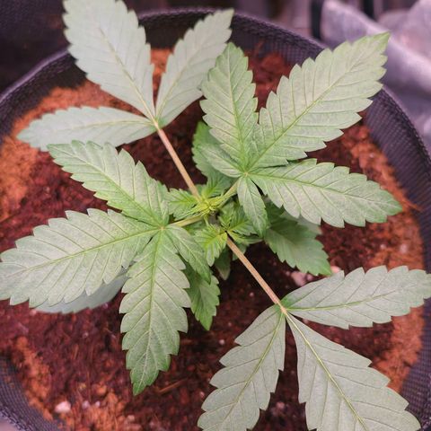 Auto Orange Bud growlog timeline photo
