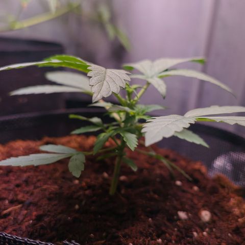 Auto Orange Bud growlog timeline photo