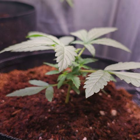 Auto Orange Bud growlog timeline photo