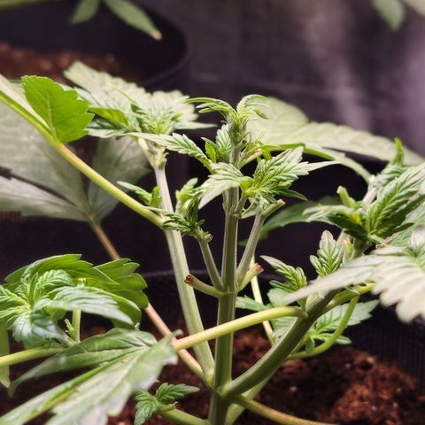 Auto Orange Bud growlog timeline photo