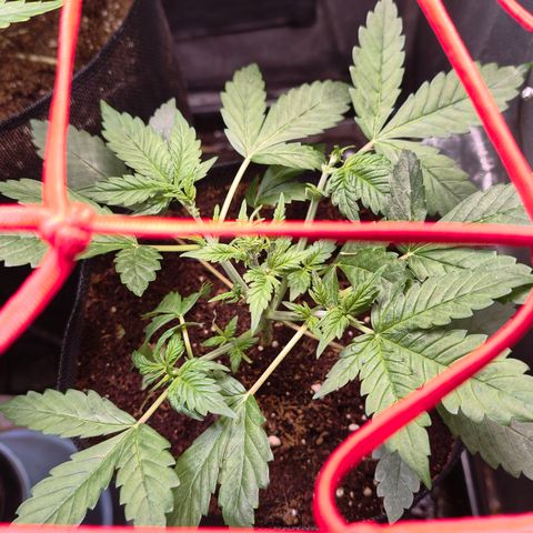 Auto Orange Bud growlog timeline photo