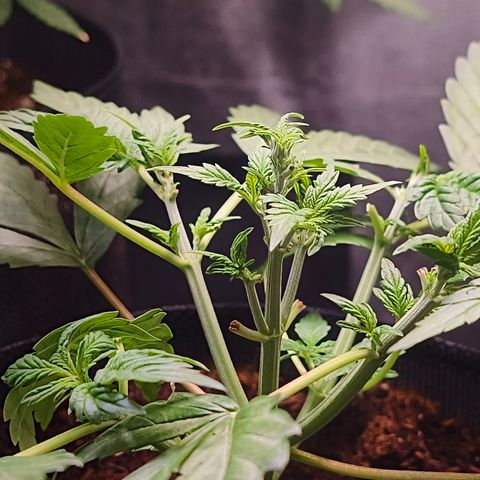 Auto Orange Bud growlog timeline photo