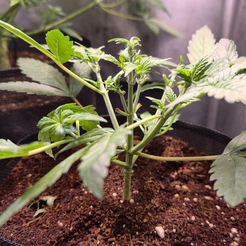 Auto Orange Bud growlog timeline photo