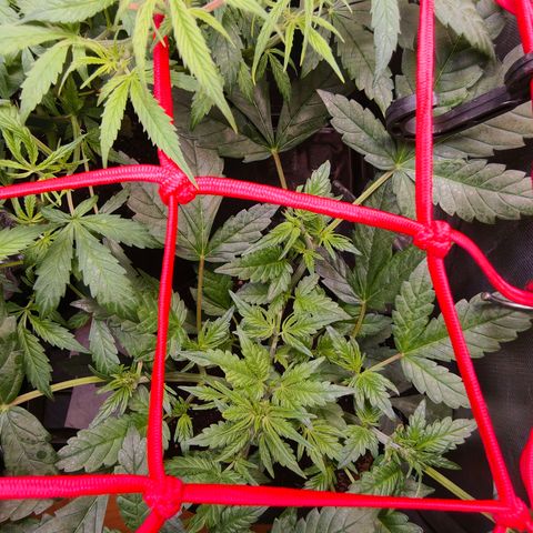 Auto Orange Bud growlog timeline photo