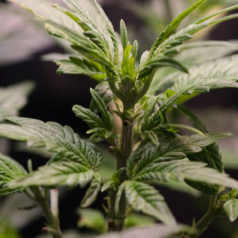 Auto Orange Bud growlog timeline photo