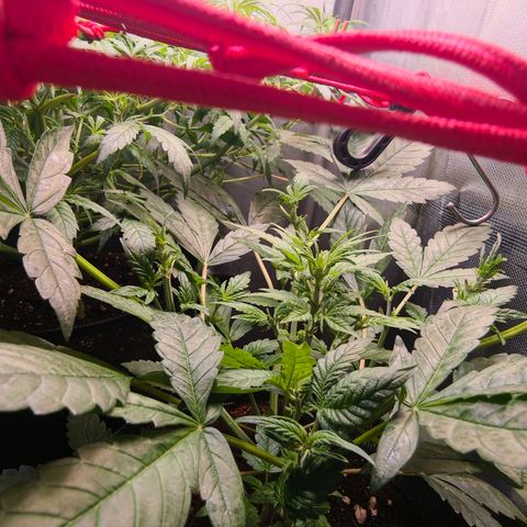 Auto Orange Bud growlog timeline photo