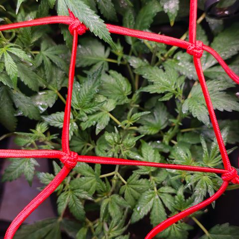 Auto Orange Bud growlog timeline photo