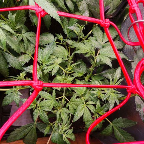 Auto Orange Bud growlog timeline photo