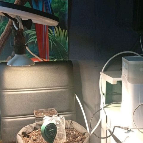 Gorilla Cookies Auto growlog timeline photo