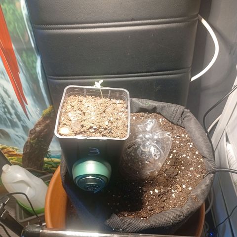 Gorilla Cookies Auto growlog timeline photo