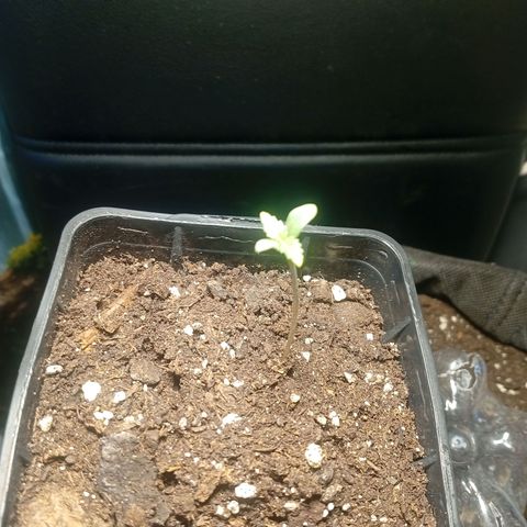 Gorilla Cookies Auto growlog timeline photo