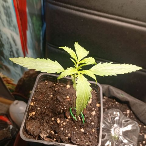 Gorilla Cookies Auto growlog timeline photo