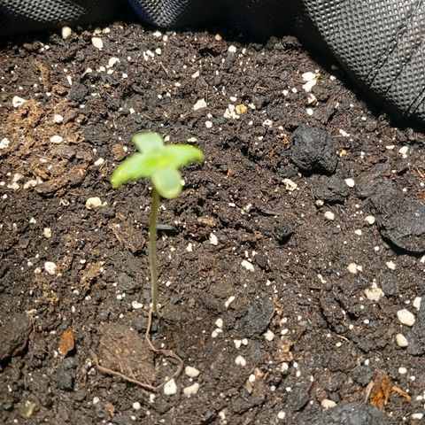 Gorilla Cookies Auto growlog timeline photo