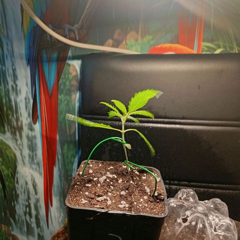 Gorilla Cookies Auto growlog photo: Bewässert