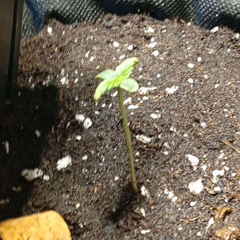 Gorilla Cookies Auto growlog photo: Bewässert